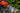 Oleomac GS451 Chainsaw