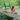 Oleomac GS650 Chainsaw